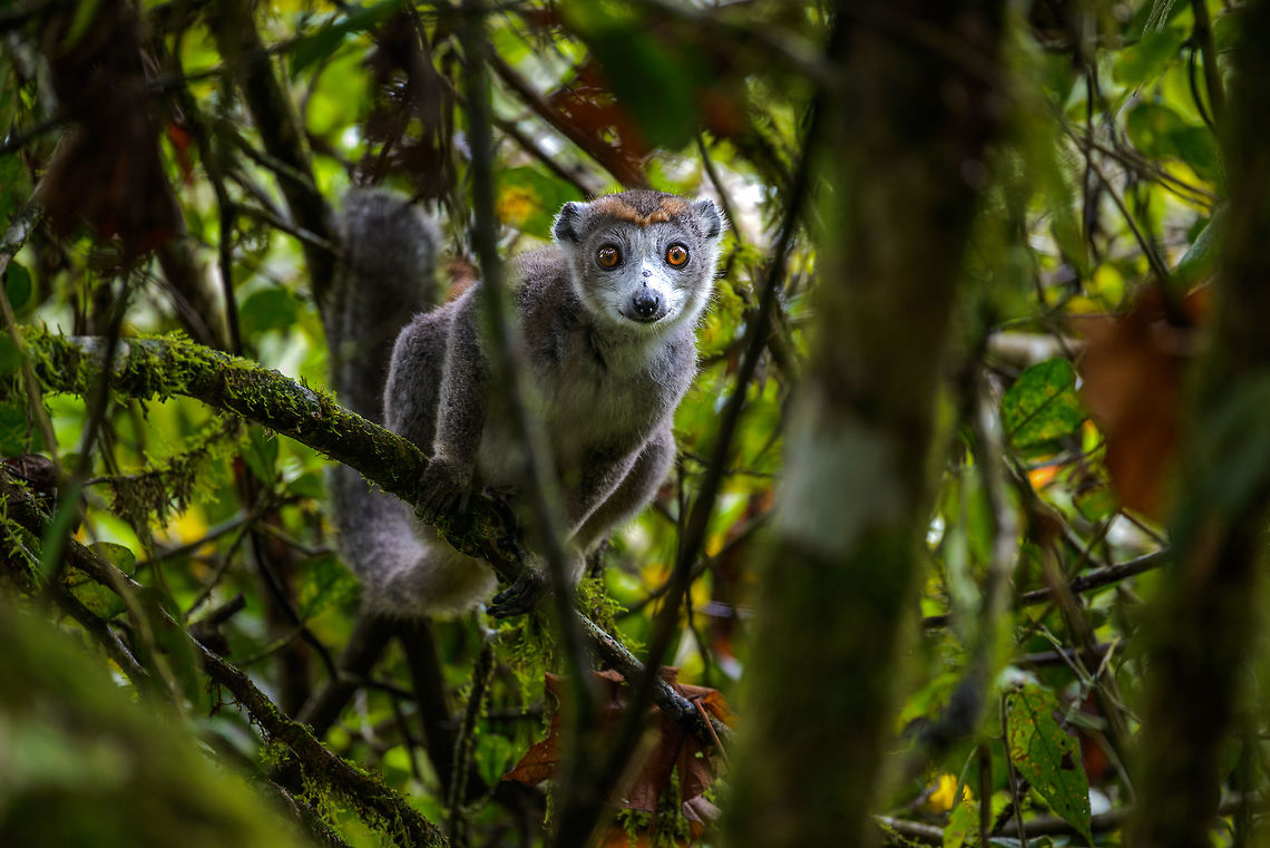 Female Crowned Lemur in dense vegetation, Amber Mountain, Madagascar  Africa,Amber Mountain,Crowned lemur,Eulemur coronatus,Geotagged,Madagascar,Madagascar North,Spring,World