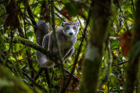 Female Crowned Lemur in dense vegetation, Amber Mountain, Madagascar  Africa,Amber Mountain,Crowned lemur,Eulemur coronatus,Geotagged,Madagascar,Madagascar North,Spring,World