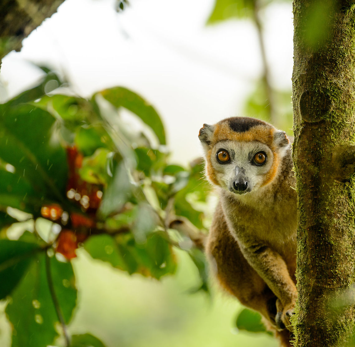 Curious male Crowned Lemur, Amber Mountain, Madagascar  Africa,Amber Mountain,Crowned lemur,Eulemur coronatus,Geotagged,Madagascar,Madagascar North,Spring,World