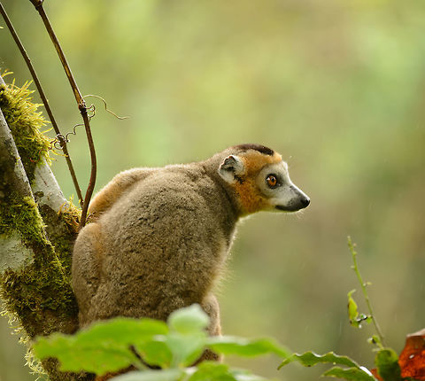 Crowned Lemure Male, side view, Amber Mountain, Madagascar  Africa,Amber Mountain,Crowned lemur,Eulemur coronatus,Geotagged,Madagascar,Madagascar North,Spring,World