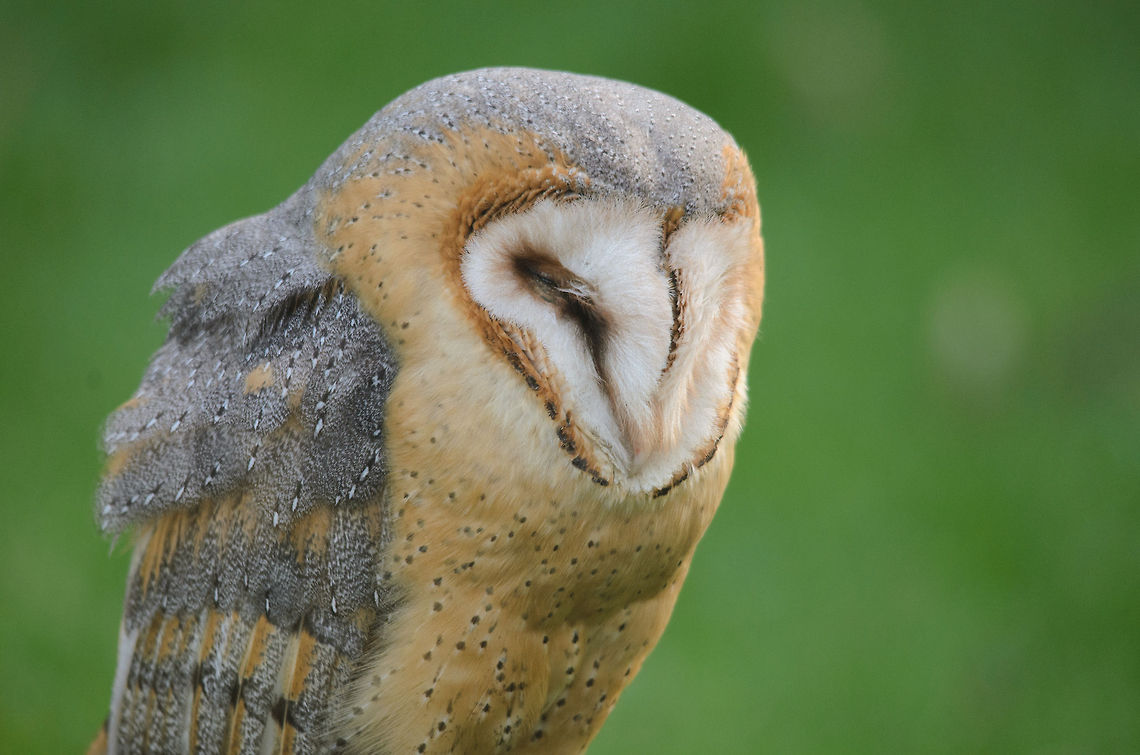Barn Owl (Tyto alba) One of Europe's most common Owls. This one is freezing outside the Oliemeulen reptile centre, the Netherlands. Barn Owl,Oliemeulen,Tyto alba,birds,owl