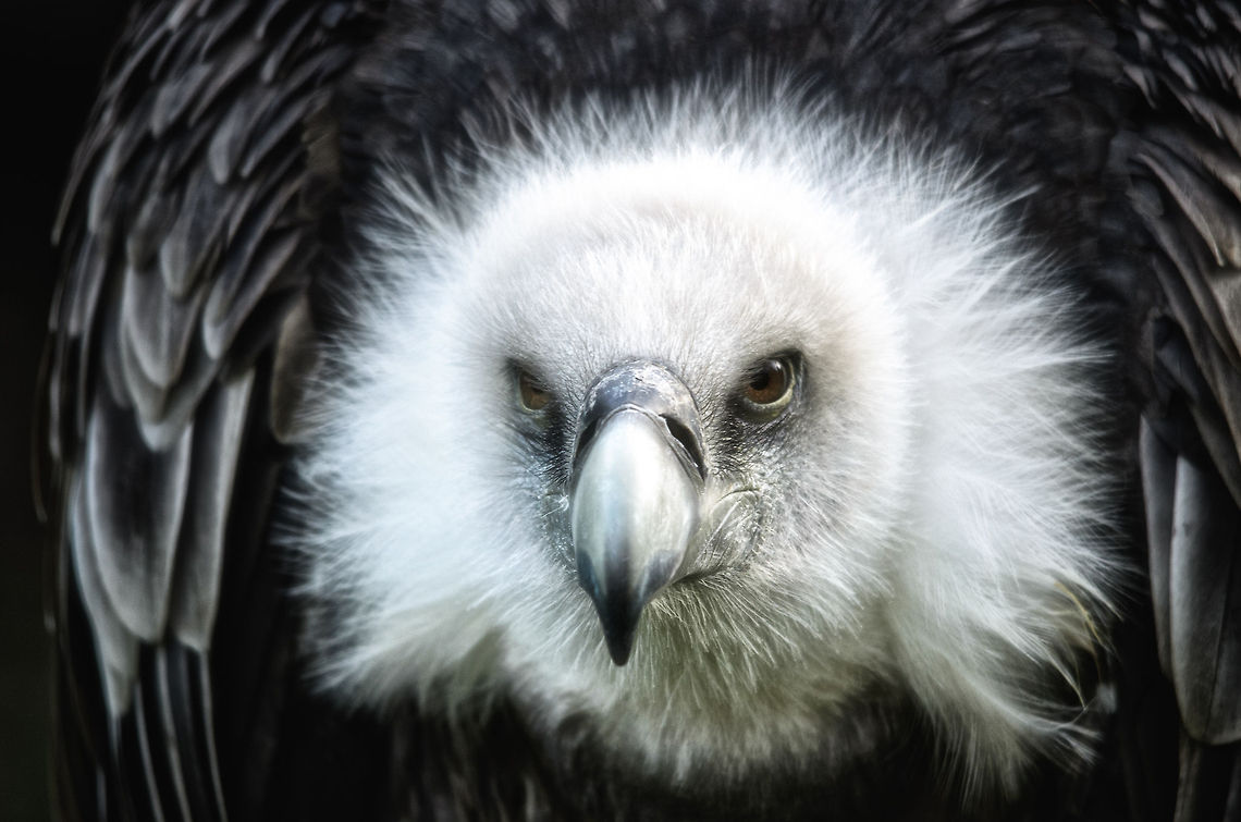 Griffon Vulture death stare The very last thing you would see if you&#039;d be a mammal in decline. Griffon Vulture,Gyps fulvus,Oliemeulen,Vulture,birds