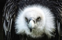 Griffon Vulture death stare The very last thing you would see if you'd be a mammal in decline. Griffon Vulture,Gyps fulvus,Oliemeulen,Vulture,birds