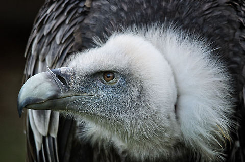 Griffon Vulture closeup sideview A good look at the picking and cutting tool of nature's cleaning service. Griffon Vulture,Gyps fulvus,Oliemeulen,Vulture,birds