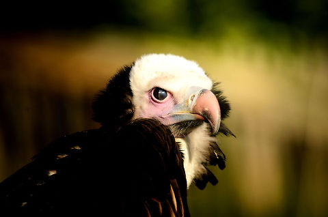 White-headed Vulture closeup This vulture is out of the ordinary: it's not just a scavenger, it also hunts live prey. Where most vultures have relatively weak claws, this species evolved into its claws being one of his best assets.

Check out this photo in zoom mode to see how it was blinking whilst I captured it. Oliemeulen,Trigonoceps occipitalis,Vulture,White-headed Vulture,birds