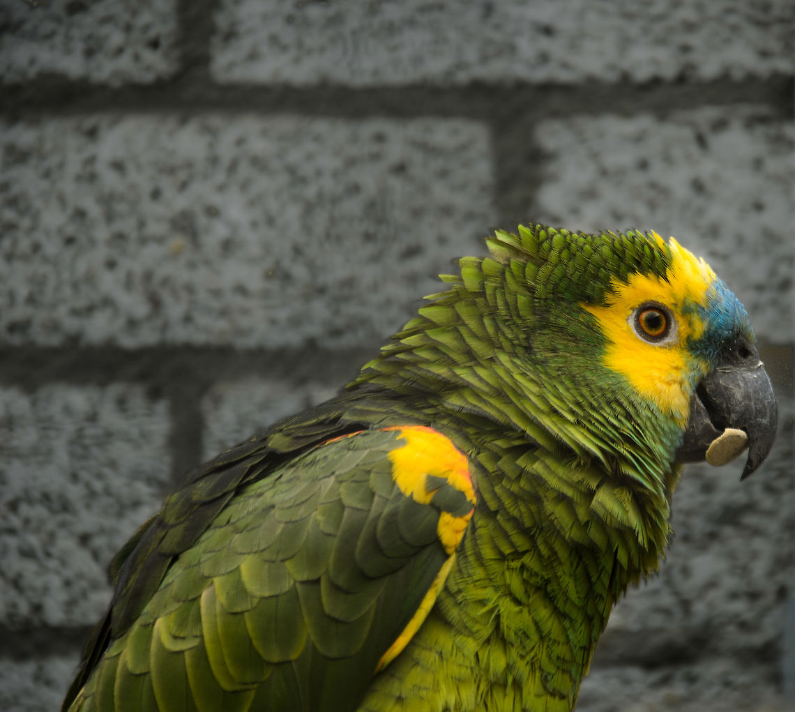 Blue-fronted Yellow-shouldered Amazon The Blue-fronted Yellow-shouldered Amazon is a subspecie of the Blue-fronted Amazon. This one is cheering up a dull brick background in the Papegaaienpark Veldhoven, the Netherlands, a refugee for tropical birds held as a pet. <br />
<br />
Note that a request for JungleDragon to sponsor one of the aviaries in the park is pending, so soon we&#039;ll have our own cage and bird. Amazona aestiva,Amazons,Birds,Blue-fronted Amazon,Papegaaienpark VeldHoven,Parrot Park Veldhoven,parrots