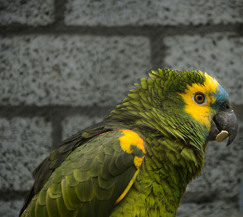 Blue-fronted Yellow-shouldered Amazon The Blue-fronted Yellow-shouldered Amazon is a subspecie of the Blue-fronted Amazon. This one is cheering up a dull brick background in the Papegaaienpark Veldhoven, the Netherlands, a refugee for tropical birds held as a pet. 

Note that a request for JungleDragon to sponsor one of the aviaries in the park is pending, so soon we'll have our own cage and bird. Amazona aestiva,Amazons,Birds,Blue-fronted Amazon,Papegaaienpark VeldHoven,Parrot Park Veldhoven,parrots