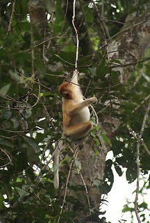 Proboscis monkey A young Proboscis monkey takes a swing in the trees in Malaysia. Malaysia,Monkeys,Nasalis larvatus,Proboscis monkey