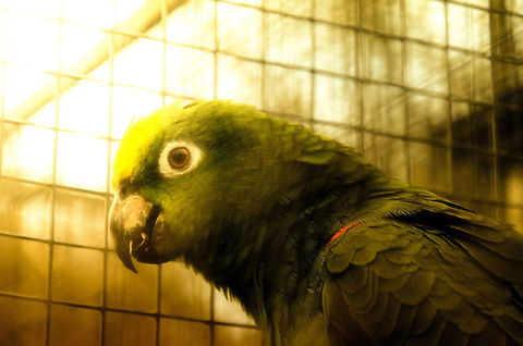 Yellow-crowned Amazon He once was a pet, now this Yellow-crowned Amazon has a 2nd life at the Parrot Park Veldhoven in the Netherlands.  Amazona ochrocephala,Amazons,Papegaaienpark VeldHoven,Parrot Park Veldhoven,Yellow-crowned Amazon,birds,parrots