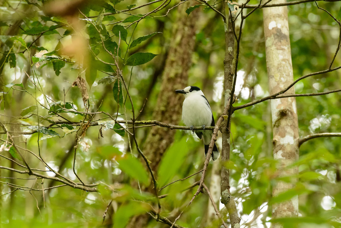 Hook-billed Vanga, Amber Mountain, Madagascar Taken near a waterfall in Amber Mountain national park, after another tourist pointed it out to me. Only if you look closely you will see why it is called "hook-billed", the small tip at the end of the bill is curved sharply, like a hook. Africa,Amber Mountain,Hook-billed Vanga,Madagascar,Madagascar North,Vanga curvirostris,World