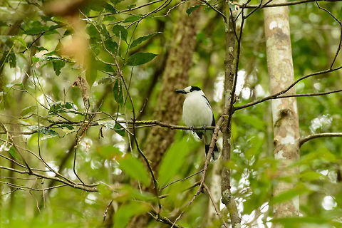 Hook-billed Vanga, Amber Mountain, Madagascar Taken near a waterfall in Amber Mountain national park, after another tourist pointed it out to me. Only if you look closely you will see why it is called "hook-billed", the small tip at the end of the bill is curved sharply, like a hook. Africa,Amber Mountain,Hook-billed Vanga,Madagascar,Madagascar North,Vanga curvirostris,World