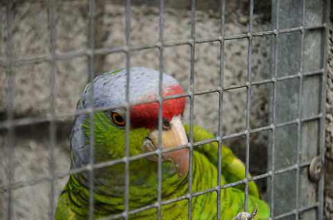 Lilac-crowned Amazon Normally when dealing with fences I push my lens against it as close as I can. This Lilac-crowned Amazon refused to comply though and got too close for me to do that. So here it is, a poor shot, but the first of this specie. Amazona finschi,Amazons,Lilac-crowned Amazon,Papegaaienpark VeldHoven,Parrot Park Veldhoven,birds,parrots