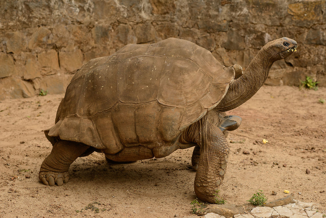 Galileo, a multi-centenarian tortoise In captivity, in a private garden named "Domaine de Fontenay" just outside Amber Mountain. Their website claims an age of 250-300 years. From the Wikipedia page, this seems unlikely. The species has the capability to live over 200 years, but the claim of 250-300 can not be verified and is way outside documented cases.<br />
<br />
As an indication of size, for an average-sized male human, in this photo the head would be around chest-level. It's quite a beast. I'm not sure what it weighs, but it can easily carry a human around, it will hardly notice you. This species (or its related species) no longer occurs in Madagascar natively, but there are plans to introduce them again. <br />
<br />
As for Domaine de Fontenay, it left us with a bad feeling. This animal's living situation was not great. We also saw a crowned lemur (a rare locally endemic lemur) chained and carried around like a pet, likely to collect money. So fuck Domaine de Fontenay, don't go there.  Africa,Aldabra giant tortoise,Aldabrachelys gigantea,Amber Mountain,Geotagged,Madagascar,Madagascar North,Spring,World