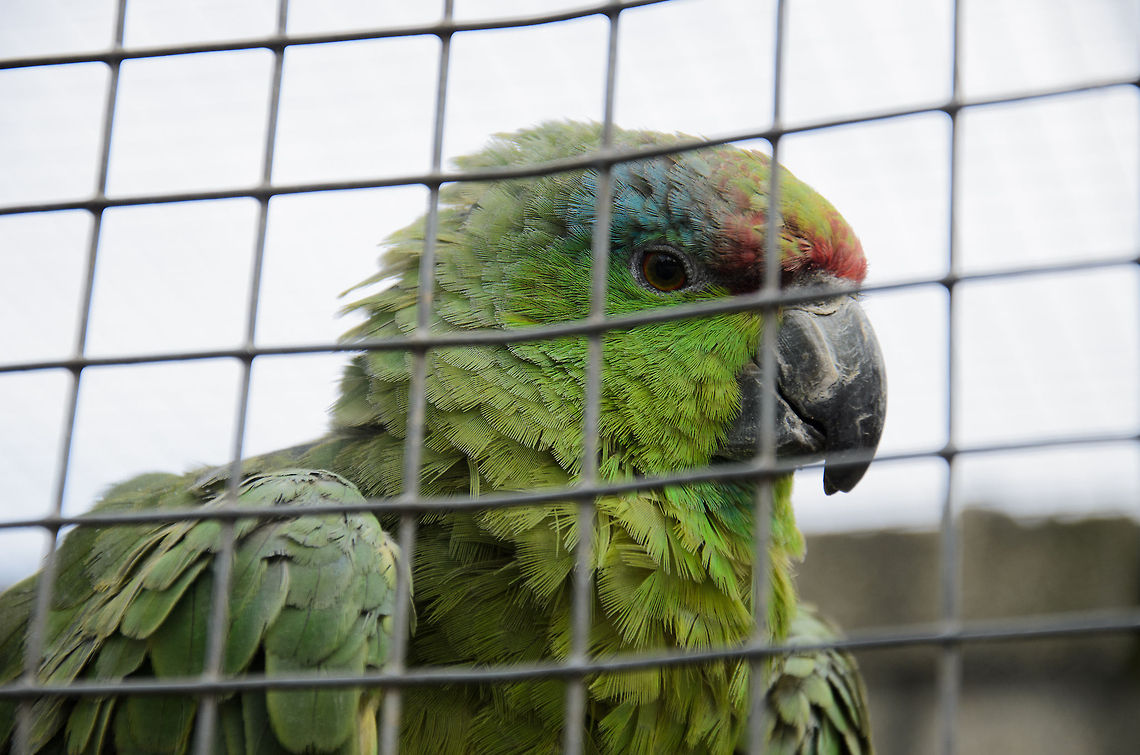 Festive Amazon The party days of this Festive Amazon seem over, as it is caged in a cold country. Still, it beats his 1st life, that of a pet with a clueless pet owner.  Amazona festiva,Amazons,Birds,Festive Amazon,Papegaaienpark VeldHoven,Parrot Park Veldhoven,Parrots