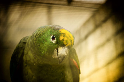 Mealy Amazon These Amazons are so hard to tell apart. This one resembles several types of yellow-fronted or crowned Amazons, yet it's a Mealy Amazon. The key way to tell is by its larger size and different squeek. Another proven way is to look at the sign :) Amazona farinosa,Amazons,Birds,Mealy Amazon,Papegaaienpark VeldHoven,Parrot Park Veldhoven,Parrots