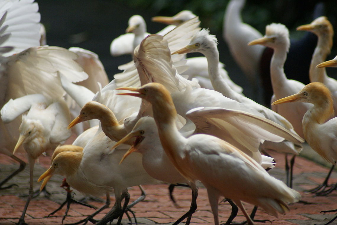 Cattle Egrets group for feeding time! These are Cattle Egrets, anticipating their planned breakfast in similar excitement to how I welcomed the ice cream guy to our neighbourhood. Aves,Birds,Bubulcus ibis,Cattle Egret,Egret,Group,Malaysia