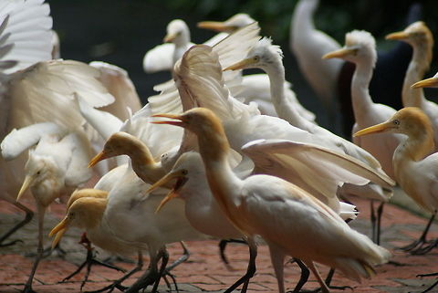Cattle Egrets group for feeding time! These are Cattle Egrets, anticipating their planned breakfast in similar excitement to how I welcomed the ice cream guy to our neighbourhood. Aves,Birds,Bubulcus ibis,Cattle Egret,Egret,Group,Malaysia