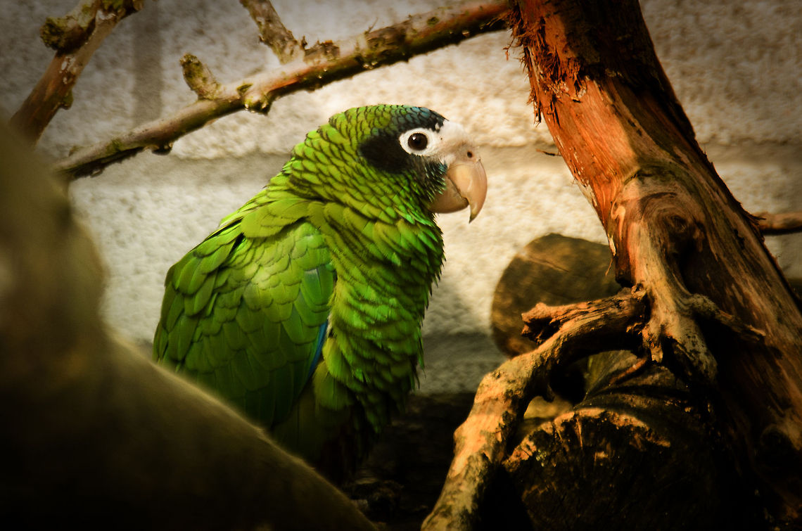Hispaniolan Amazon  Amazona ventralis,Amazons,Birds,Hispaniolan Amazon,Papegaaienpark VeldHoven,Parrot Park Veldhoven,parrots