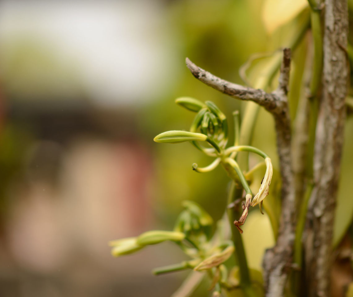 Vanilla plant, Madagascar Cultivated. Vanilla is one of the main export products of the north of Madagascar. The plants are fertilized by hand. I've seen them do it, although I still don't understand how it works. Africa,Amber Mountain,Geotagged,Madagascar,Madagascar North,Spring,Vanilla planifolia,World
