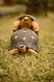 Radiated tortoises mating, Madagascar Working on their critically endangered status. Africa,Amber Mountain,Astrochelys radiata,Geotagged,Madagascar,Madagascar North,Radiated tortoise,Spring,World