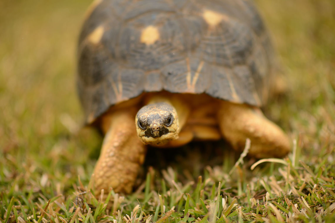 Radiated Tortoise, Domaine de Fontenay, Madagascar In captivity, Domaine de Fontenay. Africa,Amber Mountain,Astrochelys radiata,Geotagged,Madagascar,Madagascar North,Radiated tortoise,Spring,World