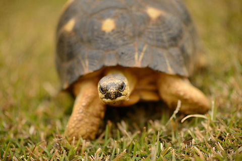 Radiated Tortoise, Domaine de Fontenay, Madagascar In captivity, Domaine de Fontenay. Africa,Amber Mountain,Astrochelys radiata,Geotagged,Madagascar,Madagascar North,Radiated tortoise,Spring,World
