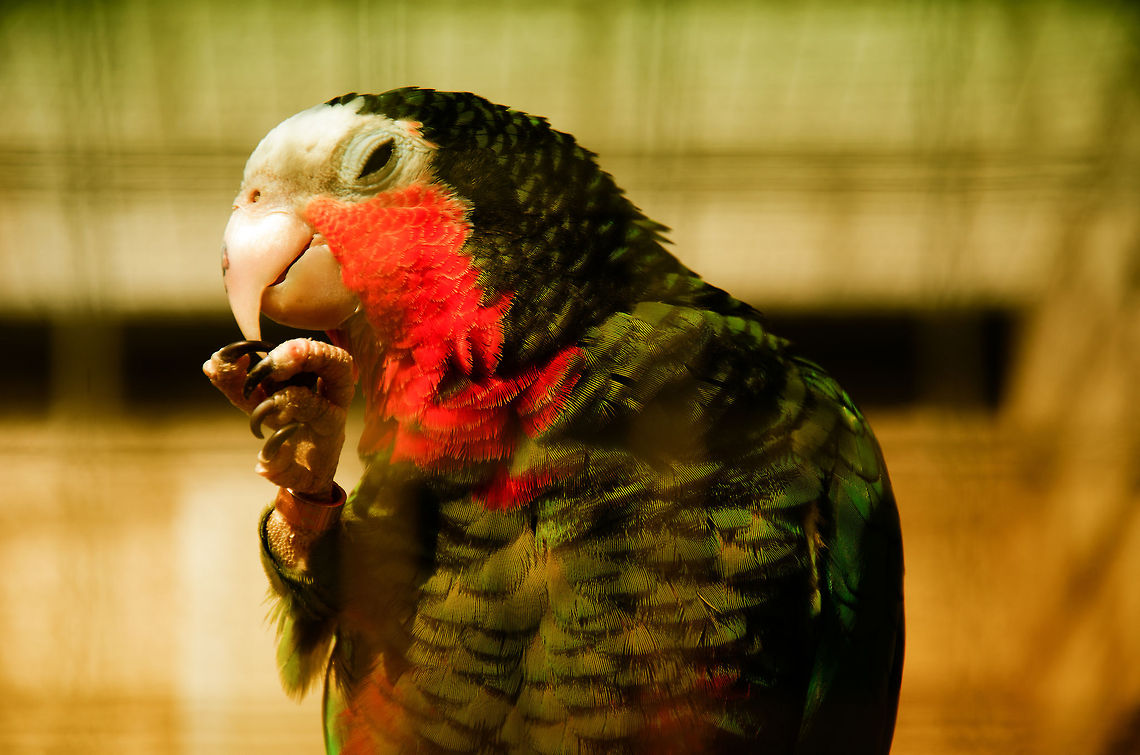 I shall consider your offer, do take note of my ring though  Amazona leucocephala,Amazons,Cuban Amazon,Papegaaienpark VeldHoven,Parrot Park Veldhoven,birds,parrots
