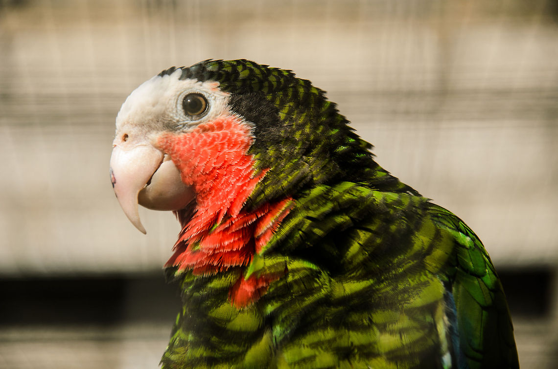 Cuban Amazon  Amazona leucocephala,Amazons,Cuban Amazon,Papegaaienpark VeldHoven,Parrot Park Veldhoven,Parrots,birds