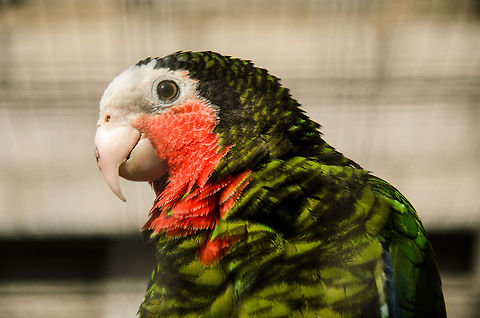 Cuban Amazon  Amazona leucocephala,Amazons,Cuban Amazon,Papegaaienpark VeldHoven,Parrot Park Veldhoven,Parrots,birds