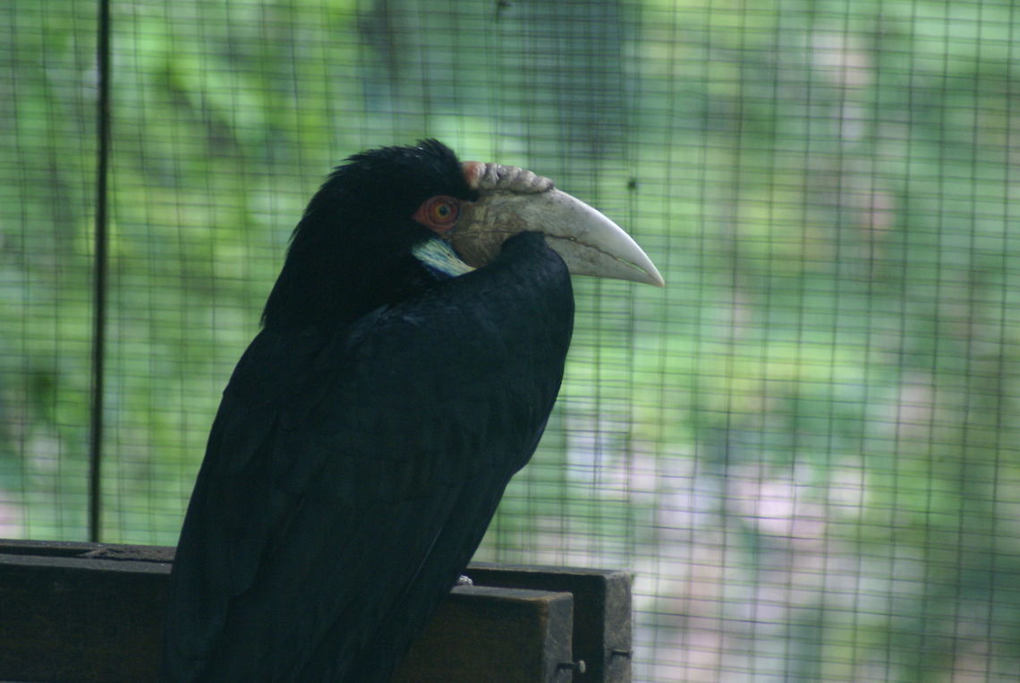 Wreathed hornbill (female) Planning world domination, but first...his escape. Birds,Hornbills,Malaysia,Rhyticeros undulatus,Wreathed hornbill