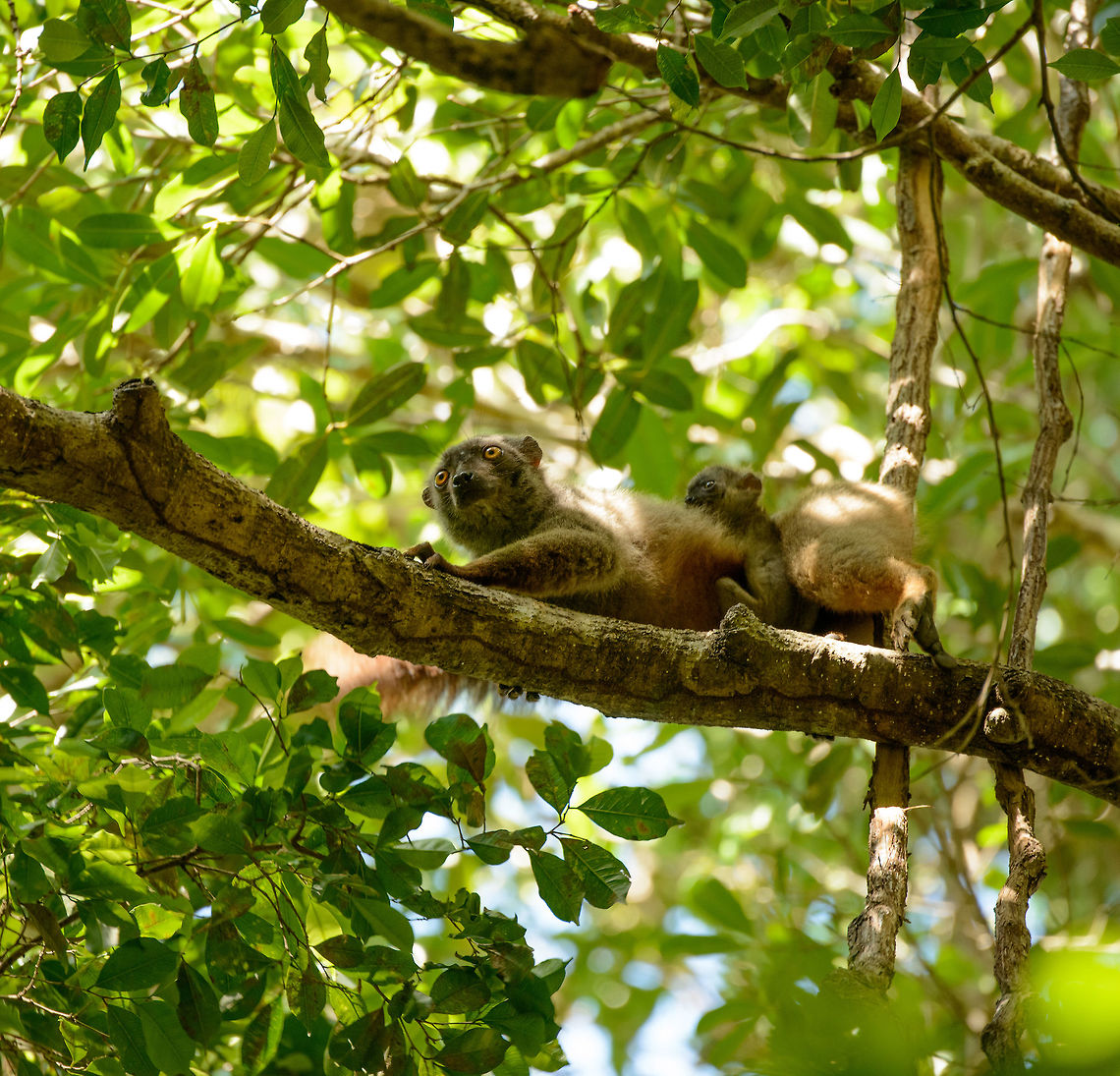 Sanfords brown lemur female and young, Ankarana, Madagascar Male:<br />
<figure class="photo"><a href="https://www.jungledragon.com/image/38233/sanfords_brown_lemur_male_ankarana_madagascar.html" title="Sanfords brown lemur male, Ankarana, Madagascar"><img src="https://s3.amazonaws.com/media.jungledragon.com/images/2/38233_thumb.jpg?AWSAccessKeyId=05GMT0V3GWVNE7GGM1R2&Expires=1759968010&Signature=0tVNdQ5UwyQI0voHCeXpkhRS3Sw%3D" width="200" height="146" alt="Sanfords brown lemur male, Ankarana, Madagascar Onwards to the next park, Ankarana. Our first catch of the morning is this Sanfords brown lemur. Female and young:<br />
http://www.jungledragon.com/image/38232/sanfords_brown_lemur_female_and_young_ankarana_madagascar.html Africa,Ankarana,Eulemur sanfordi,Madagascar,Madagascar North,Sanfords brown lemur,World" /></a></figure> Africa,Ankarana,Eulemur sanfordi,Madagascar,Madagascar North,Sanfords brown lemur,World