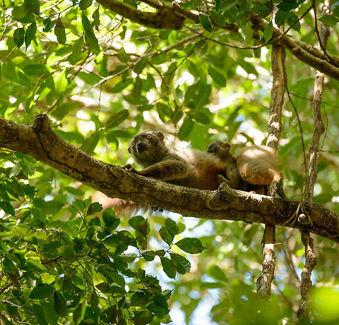 Sanfords brown lemur female and young, Ankarana, Madagascar Male:
http://www.jungledragon.com/image/38233/sanfords_brown_lemur_male_ankarana_madagascar.html Africa,Ankarana,Eulemur sanfordi,Madagascar,Madagascar North,Sanfords brown lemur,World