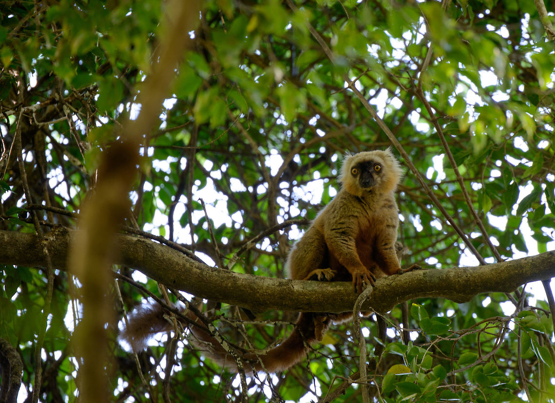 Sanfords brown lemur male, Ankarana, Madagascar Onwards to the next park, Ankarana. Our first catch of the morning is this Sanfords brown lemur. Female and young:<br />
<figure class="photo"><a href="https://www.jungledragon.com/image/38232/sanfords_brown_lemur_female_and_young_ankarana_madagascar.html" title="Sanfords brown lemur female and young, Ankarana, Madagascar"><img src="https://s3.amazonaws.com/media.jungledragon.com/images/2/38232_thumb.jpg?AWSAccessKeyId=05GMT0V3GWVNE7GGM1R2&Expires=1770854410&Signature=XclHEop7ynZmKBnqtO3XcPfPvvE%3D" width="200" height="194" alt="Sanfords brown lemur female and young, Ankarana, Madagascar Male:<br />
http://www.jungledragon.com/image/38233/sanfords_brown_lemur_male_ankarana_madagascar.html Africa,Ankarana,Eulemur sanfordi,Madagascar,Madagascar North,Sanfords brown lemur,World" /></a></figure> Africa,Ankarana,Eulemur sanfordi,Madagascar,Madagascar North,Sanfords brown lemur,World
