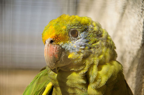 Blue-cheeked Amazon A bit more colorful than most other Amazons, and clearly recognizable by the blue cheek. Amazona dufresniana,Amazons,Blue-cheeked Amazon,Papegaaienpark VeldHoven,Parrot Park Veldhoven,Parrots,amazons,birds