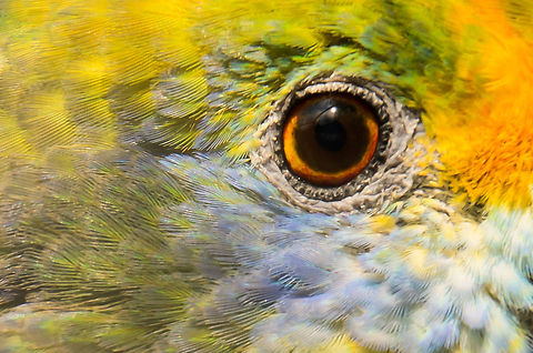 Blue-cheeked Amazon closeup Just a little crop experiment to showcase how all of the colors of the Blue-cheeked Amazon directly surround its eye. Amazona dufresniana,Amazons,Blue-cheeked Amazon,Papegaaienpark VeldHoven,Parrot Park Veldhoven,birds,parrots