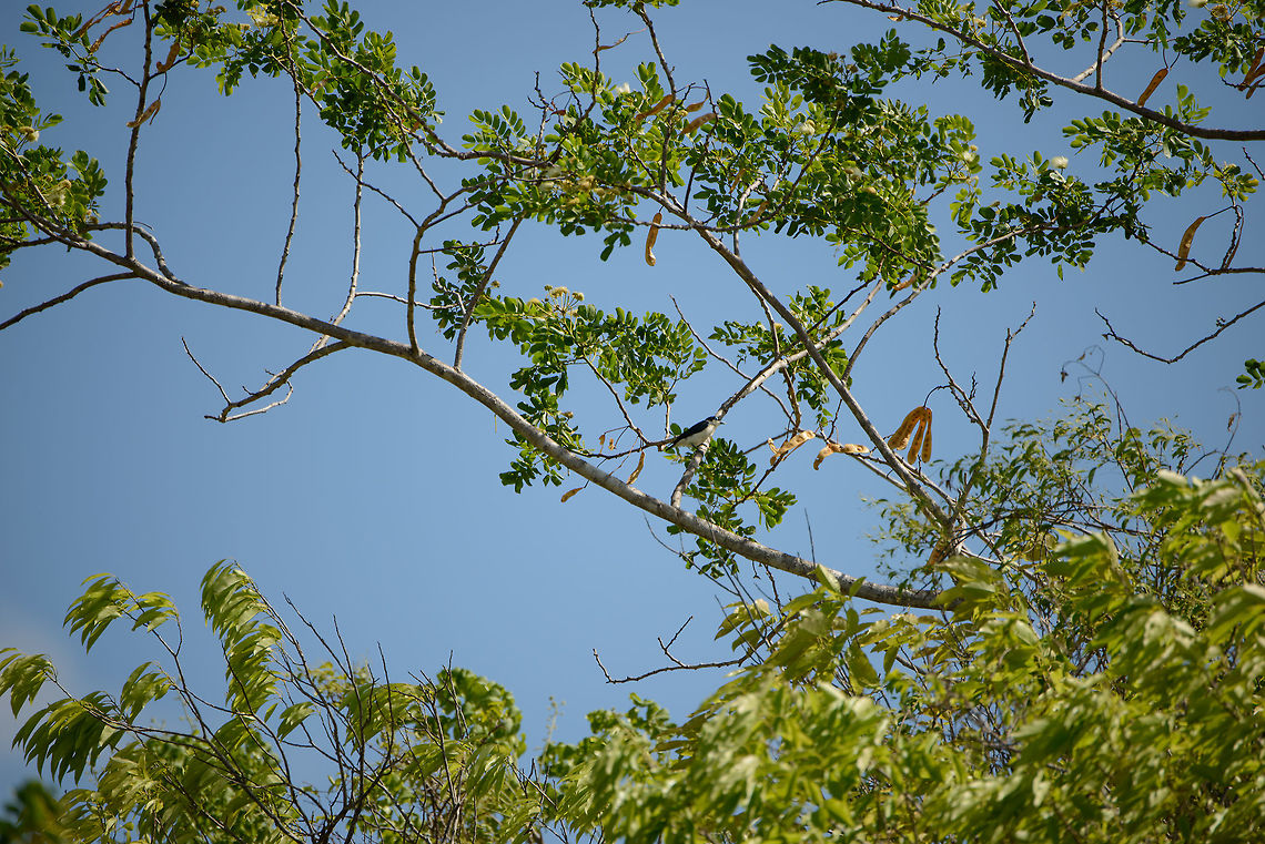 Chabert's Vanga, Ankarana, Madagascar Very remote spotting of a Chabert Vanga, in Ankarana National Park. Africa,Ankarana,Chabert Vanga,Geotagged,Leptopterus chabert,Madagascar,Madagascar North,Spring,World
