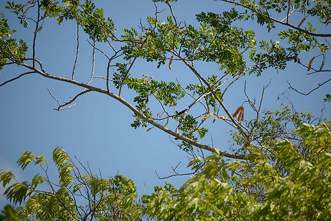 Chabert's Vanga, Ankarana, Madagascar Very remote spotting of a Chabert Vanga, in Ankarana National Park. Africa,Ankarana,Chabert Vanga,Geotagged,Leptopterus chabert,Madagascar,Madagascar North,Spring,World