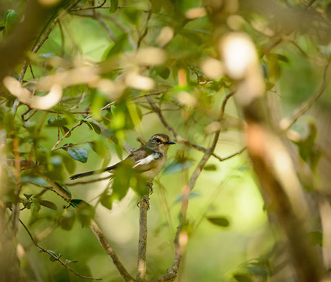 Madagascar Magpie Robin in Ankarana, Madagascar This is the female. Africa,Ankarana,Copsychus albospecularis,Geotagged,Madagascar,Madagascar Magpie-Robin,Madagascar North,Spring,World