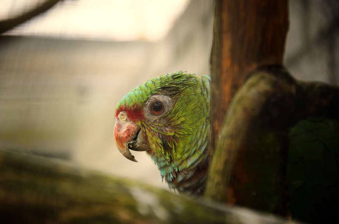 Vinaceous-breasted Amazon  Amazona vinacea,Papegaaienpark VeldHoven,Parrot Park Veldhoven,Vinaceous-breasted Amazon,amazons,birds,parrots