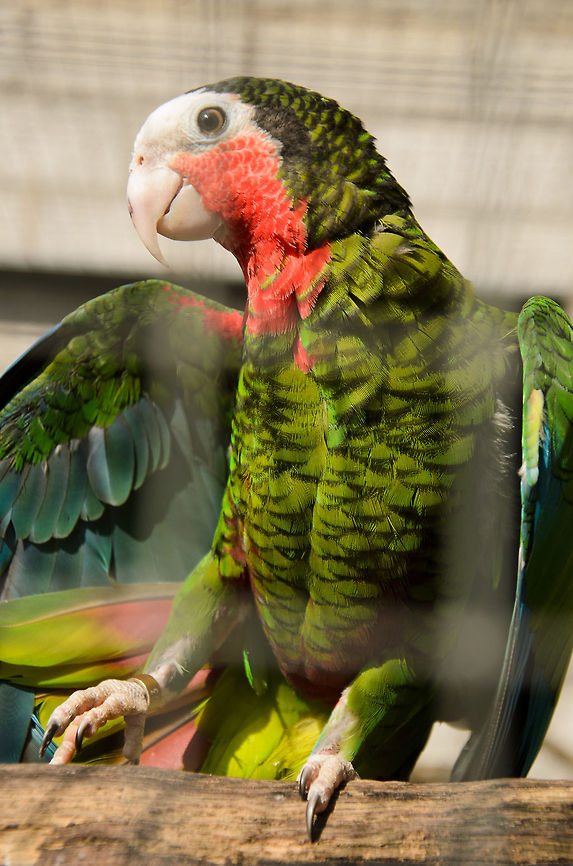 Tadaa...raincoat Amazon  Amazona leucocephala,Cuban Amazon,Papegaaienpark VeldHoven,Parrot Park Veldhoven,Parrots,amazons,birds