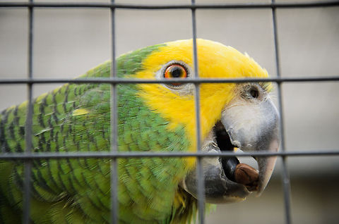 Marajo amazone - Amazona ochrocephala xantholaema Although identified as a Yellow-crowned Amazon, this is a seperate sub specie within that group.  Amazona ochrocephala,Birds,Papegaaienpark VeldHoven,Parrot Park Veldhoven,Yellow-crowned Amazon,amazons,parrots