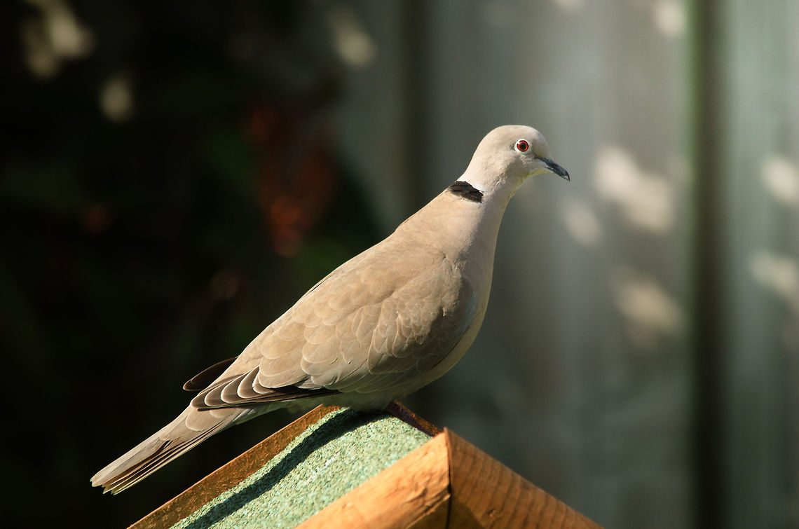 Eurasian Collared Dove We bought a little standing feeding house (produced by a local community of mentally handicapped workers) and its been getting a lot of attention by this Dove.  Dove,Eurasian Collared Dove,Pigeons,Streptopelia decaocto,birds