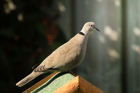 Eurasian Collared Dove We bought a little standing feeding house (produced by a local community of mentally handicapped workers) and its been getting a lot of attention by this Dove.  Dove,Eurasian Collared Dove,Pigeons,Streptopelia decaocto,birds
