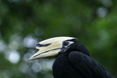Hornbill closeup Black hornbill with light yellow beak and deep red eyes in the Kuala Lumpur Bird Park. Anthracoceros malayanus,Birds,Black Hornbill,Closeup,Hornbill,Malaysia