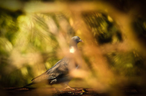 Jungle Pigeon In the Jungle that is our garden, a wild dove appears. Columba palumbus,Common Wood Pigeon,birds,doves,pigeons