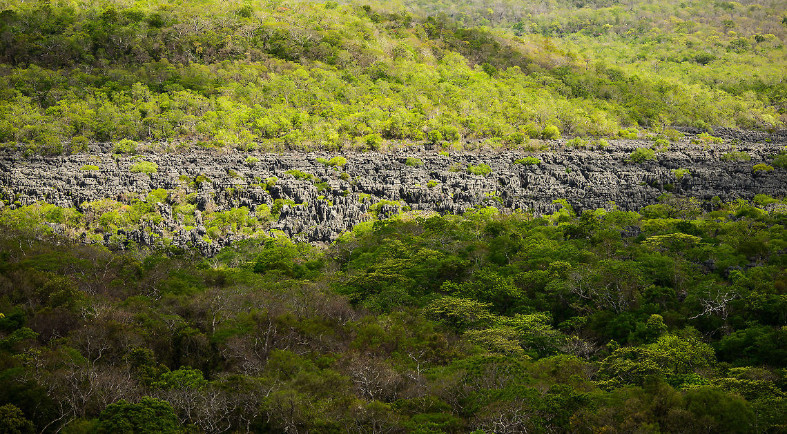 Wall of Ankarana, sun lit Taken from a high vintage point, showing a large section of the Wall of Ankarana, a giant stretch of Tsingy, edged by a cliff. Africa,Ankarana,Geotagged,Madagascar,Madagascar North,Spring,World