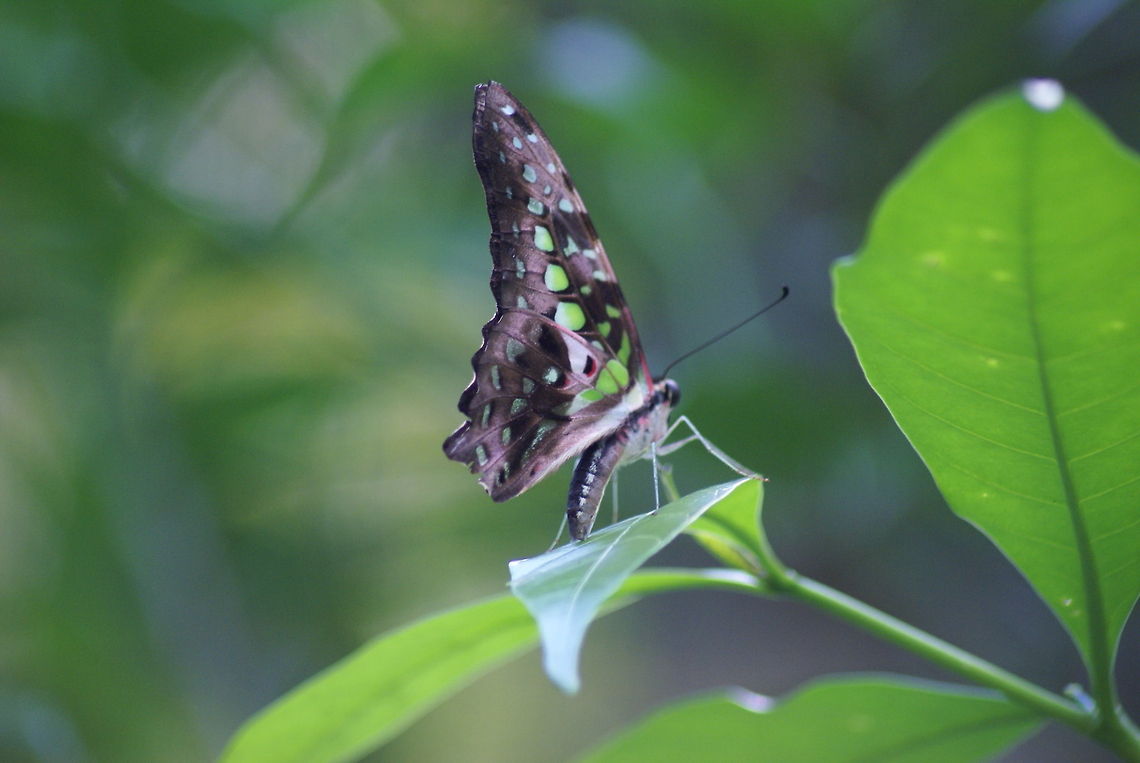 Purple Butterfly side view Gorgeous purple, green, blacks wings on this butterfly in the Kuala Lumpur Butterfly park. Butterfly,Graphium agamemnon,Malaysia,Rhopalocera,Tailed Jay