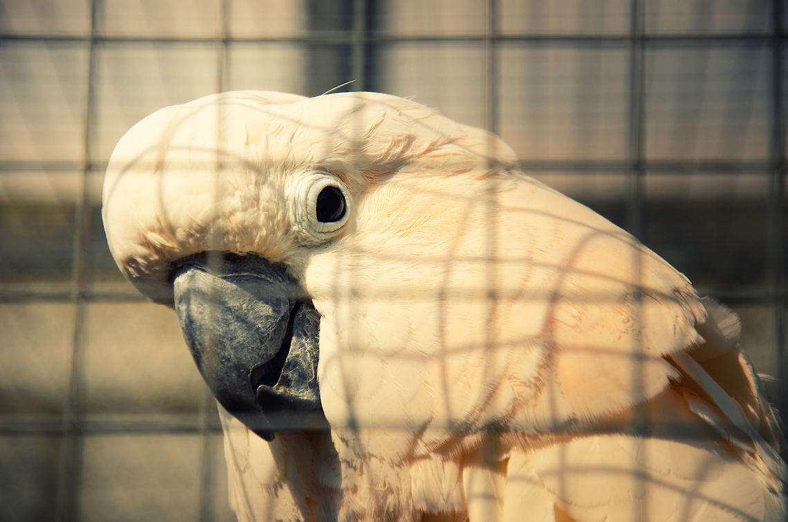 Salmon-crested Cockatoo A highly social, intelligent, and loud bird that in captivity requires constant care and attention to remain mentally healthy. In this park, these cockatoos are by far the most entertaining and interactive. Birds,Cacatua moluccensis,Cockatoo,Papegaaienpark VeldHoven,Parrot Park Veldhoven,Salmon-crested Cockatoo