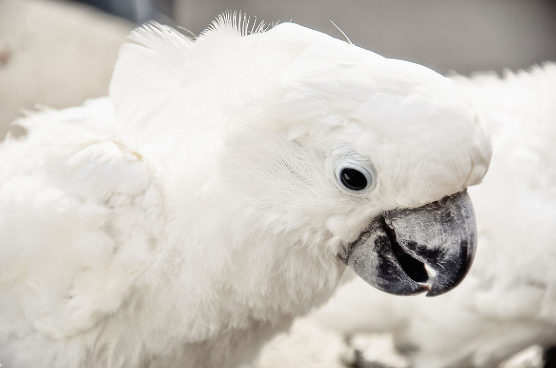 White Cockatoo  Cacatua alba,Cockatoo,Papegaaienpark VeldHoven,Parrot Park Veldhoven,White Cockatoo,birds
