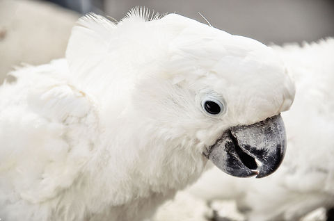White Cockatoo  Cacatua alba,Cockatoo,Papegaaienpark VeldHoven,Parrot Park Veldhoven,White Cockatoo,birds